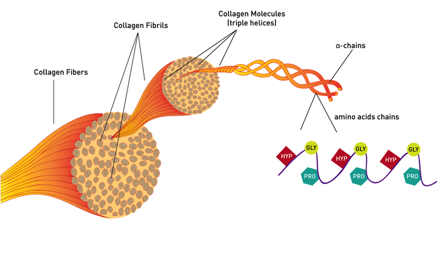 What is collagen - Lip Doctor